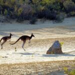 prehistoric kangaroos